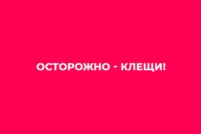 Клещевая активность не снижается