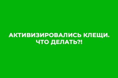Активизировались клещи. Что делать?!